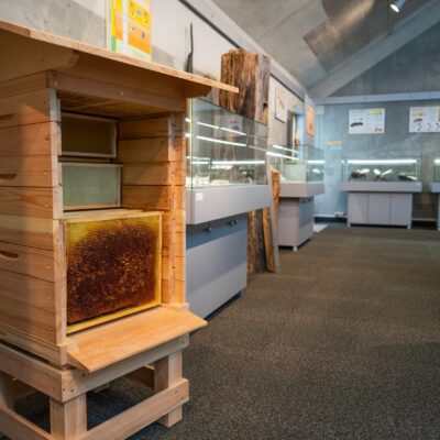 Wystawa „Pszczoły i ich rola w przyrodzie”, fot. Piotr Duniewski