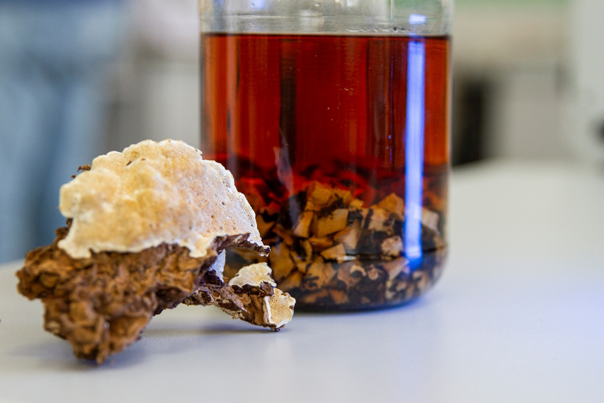 Korzeniowiec sosnowy – grzyb z Puszczy Białowieskiej, który może wspierać terapie nowotworowe