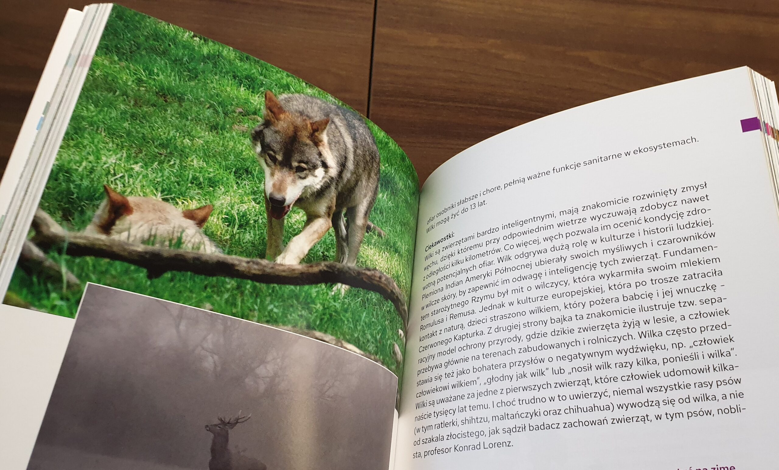 „Ssaki Białegostoku” – publikacja badaczy z UwB na temat bioróżnorodności w stolicy regionu