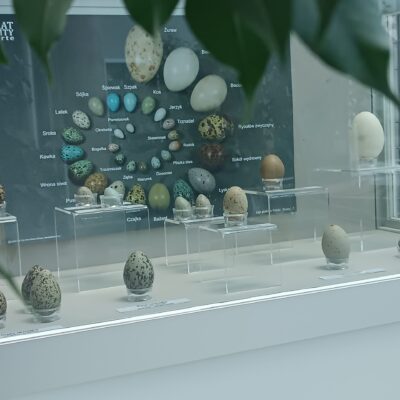 Wystawa "Ptasie pisanki" w UCP UwB